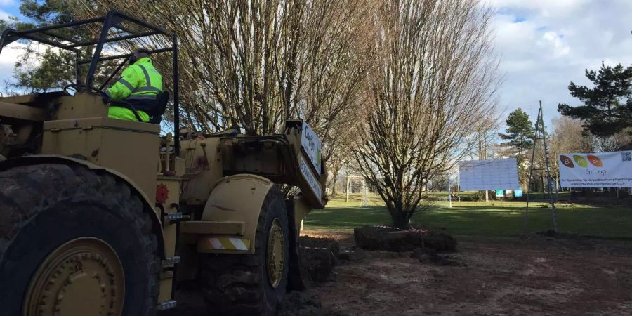 Wenn die Bauarbeiten des Quartiers abgeschlossen sind, sollen die Bäume wieder in der Nähe ihres alten Standortes versetzt werden.