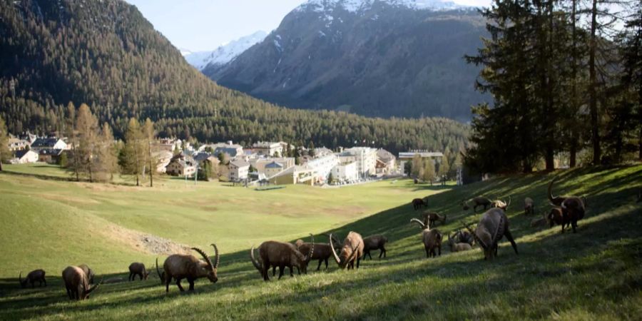 Viele Schweizer machen in der Heimat Ferien.