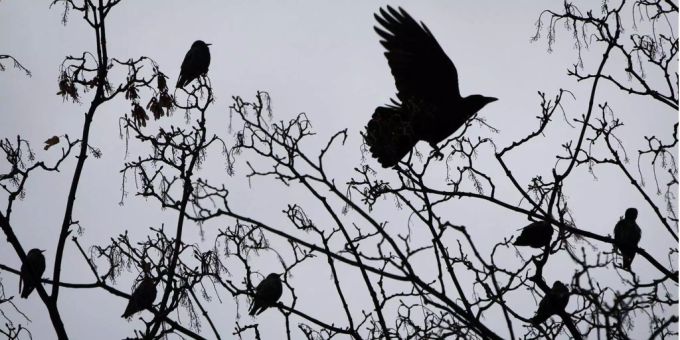 Die Krähen haben sich in Muri AG stark vermehrt. Die Krähen haben sich in Muri AG stark vermehrt.