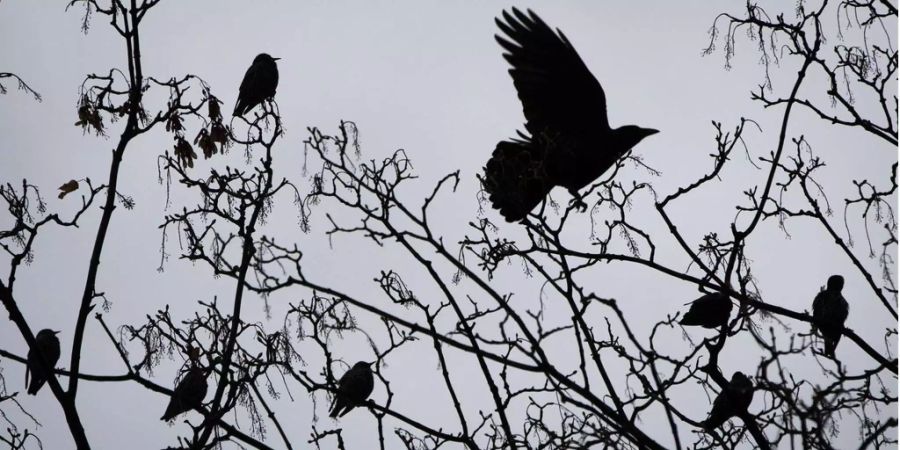 Die Krähen haben sich in Muri AG stark vermehrt.