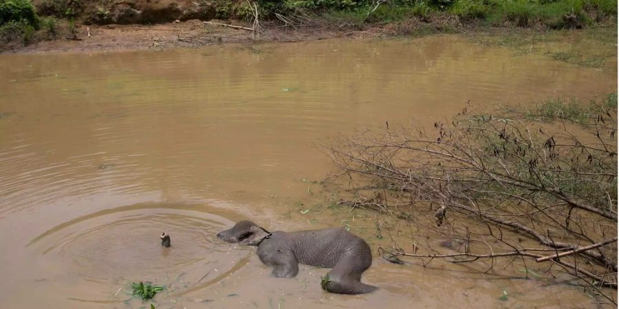 Ein junger Elefant beim Baden (Symbolbild).