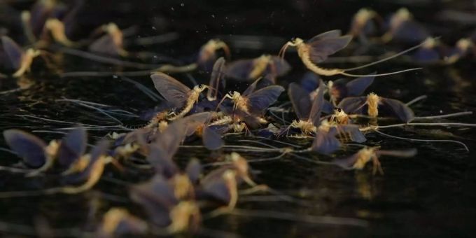 Rückgang um mehr als 75 Prozent - Insektenschwund in Deutschland