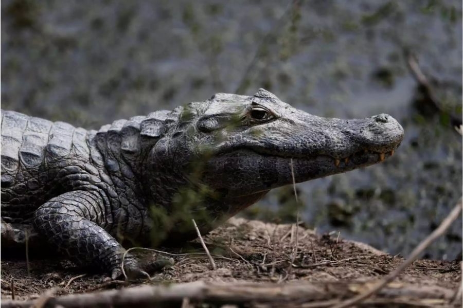 Vor dem Traualtar wartete tatsächlich ein Krokodil.