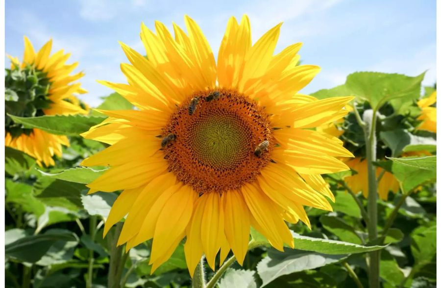 Sonnenblumenfeld von Landwirt Thomas Kraft am östlichen Stadtrand - Stadt Frauenfeld
