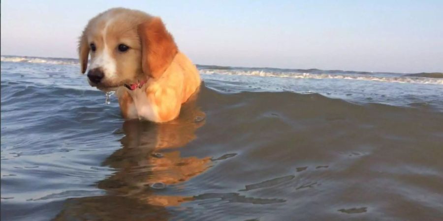 Immer seltener dürfen sich Hunde frei an den Ufern von Seen aufhalten.