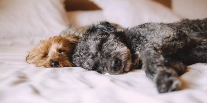 Zwei kleine Hunde schlafen tief auf einem Bett. Hunde
