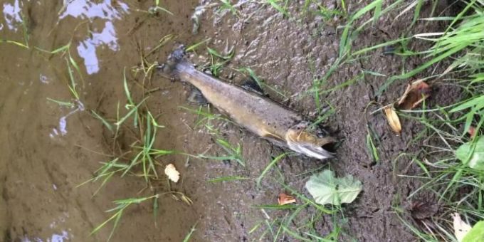 Ein toter Fisch in einem Bach in Lully FR. (Symbolbild) Toter Fisch