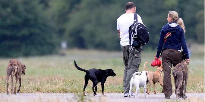 Hunde und Hundehalter Hundesteuer