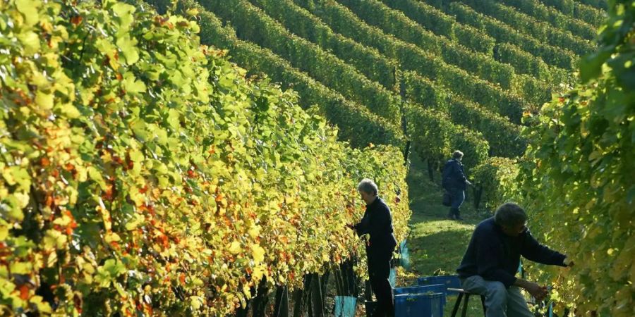 Freiwillige ernten von Hand Trauben auf einem Weingut auf dem Böddiger Berg nahe Kassel (D).