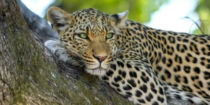 Ein Leopard liegt auf einem Baum.