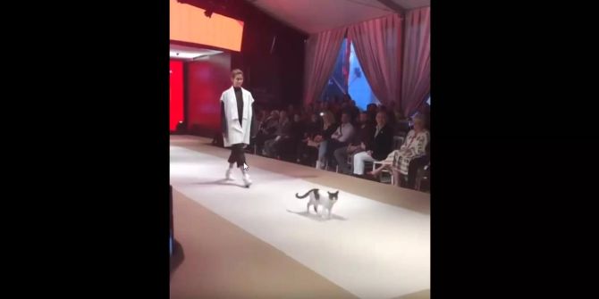 Die Katze läuft mit den Models auf dem Catwalk.