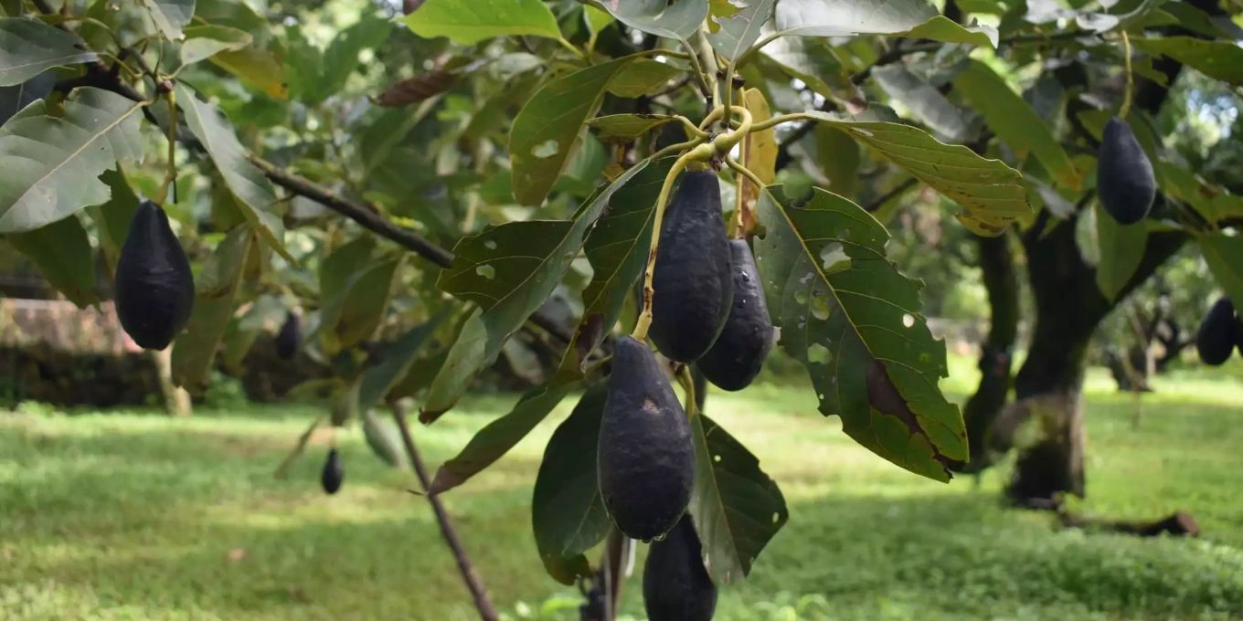 Avocado Blatter Hangen