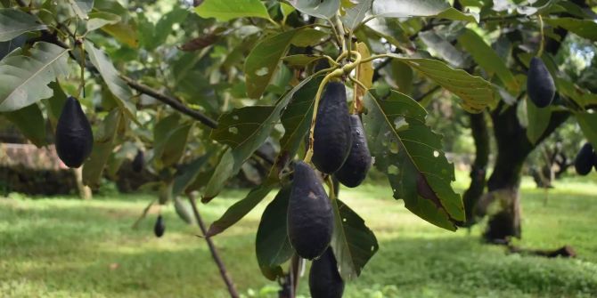 Avocados hängen an einem Baum.