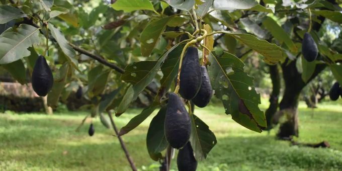 Avocados hängen an einem Baum. Avocados hängen an einem Baum.