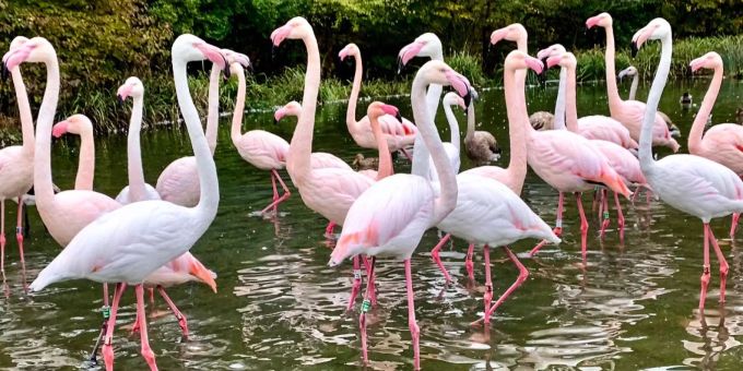 Flamingos Flamingos