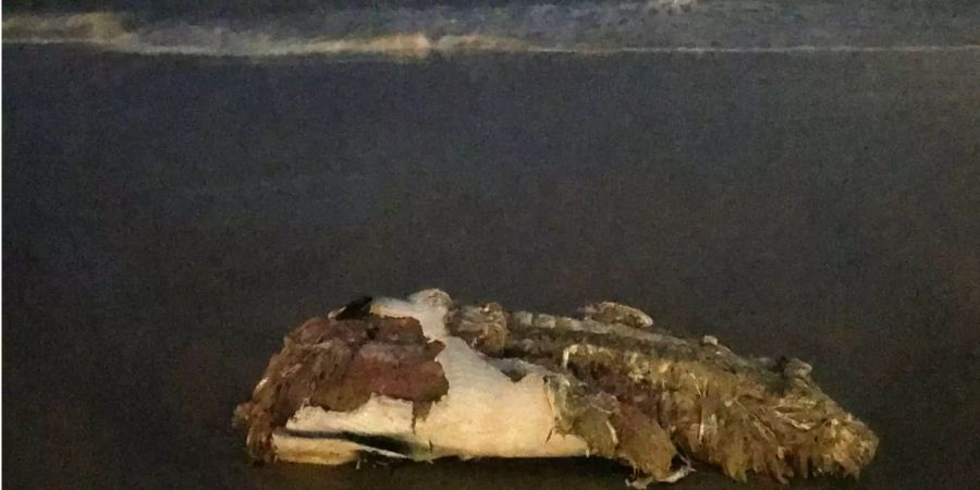 Der Kadaver eines Wals liegt am Strand von Bondi in Sydney.