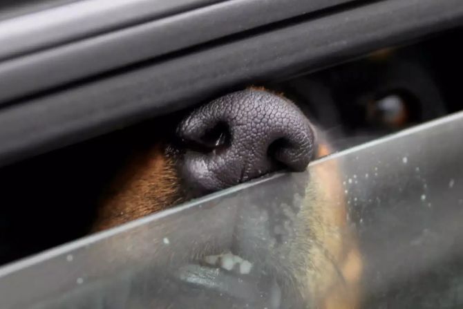 Hund