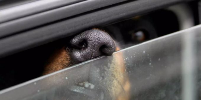 Hund im Auto (Symbolbild) Hund im Auto (Symbolbild)