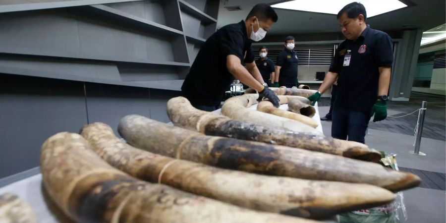 In Bangkok wurden 148 Kilo Elfenbein beschlagnahmt.