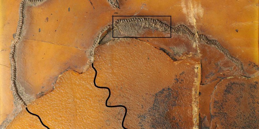 Die Messelboa Messelophis variatus ist der weltweit erste fossile Beleg für lebendgebärdende Schlangen.