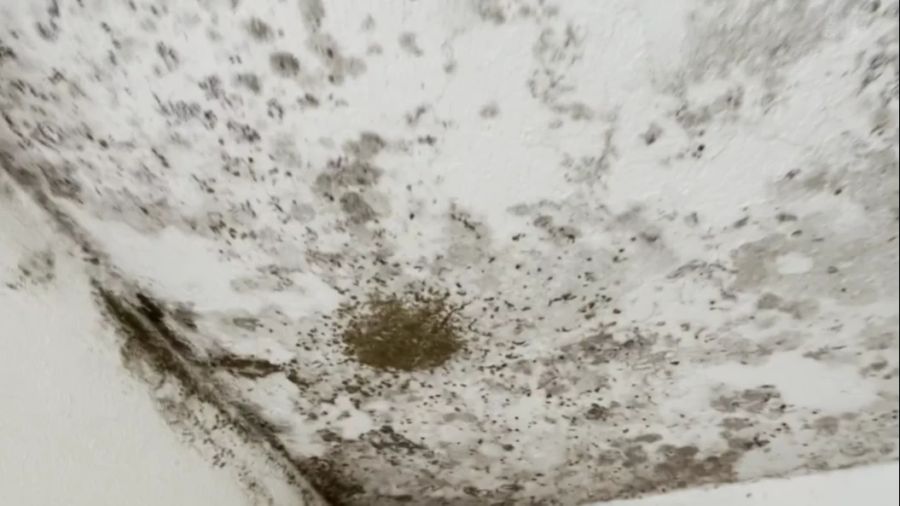 An der Decke der Flüchtlingsunterkunft in Hägglingen AG hat sich Schimmel gebildet.