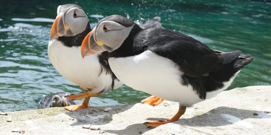 Papageitaucher im Tierpark