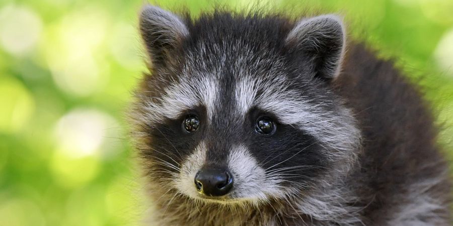 Waschbär Porträtaufnahme Schnauze