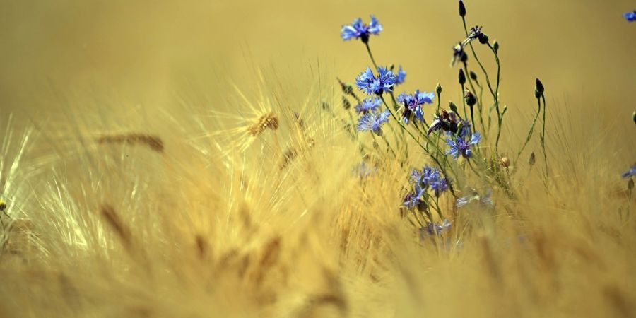 Unter den Klima-Verlierern: Kornblumen auf einem Getreidefeld in Pulheim.