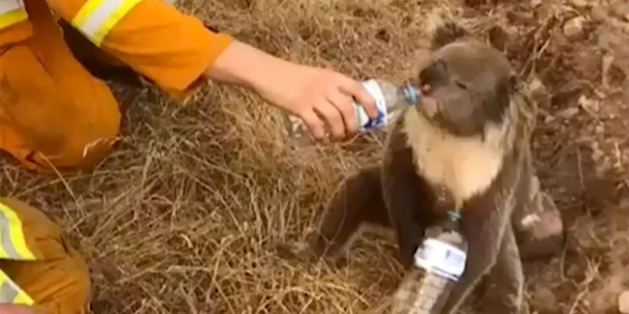 Buschbrände in Australien - Tiere