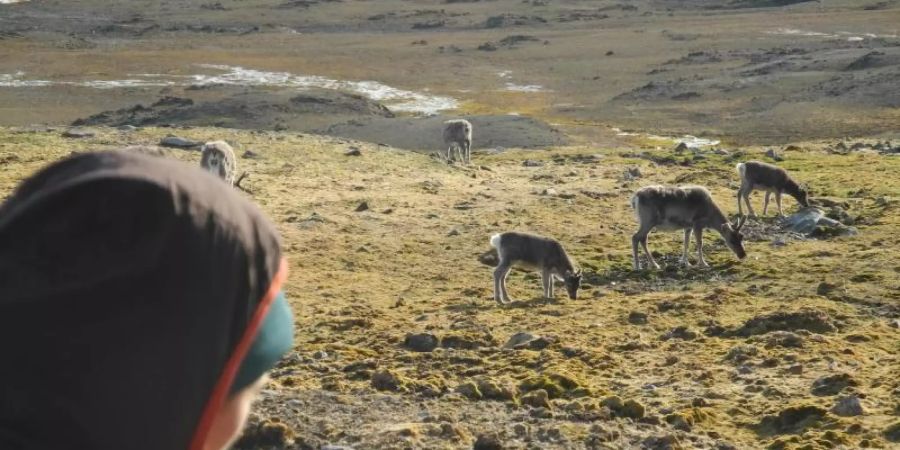 Eine Wissenschaftlerin betrachtet eine Rentier-Herde auf Spitzbergen. Foto: Mathilde Le Moullec/dpa/Archivbild