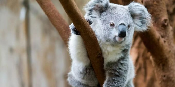 Sydney - Tod hunderter seltener Koala-Bären bei Buschfeuer in Australien befürchtet