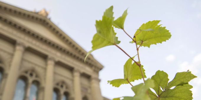 Klimapolitik - Grüne wollen der Luft CO2 entziehen