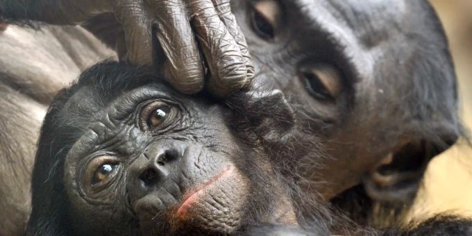 Der Zoo Frankfurt trauert um ein Bonobo-Baby. (Symbolbild) bonobo zoo frankfurt