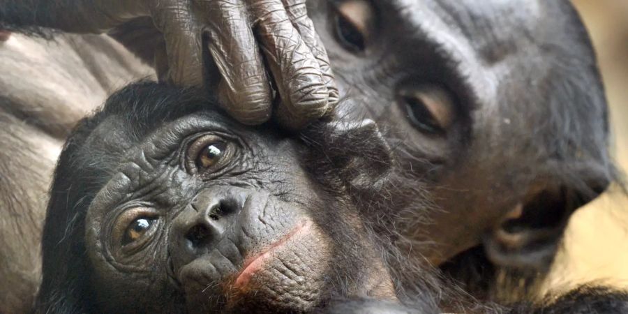 bonobo zoo frankfurt