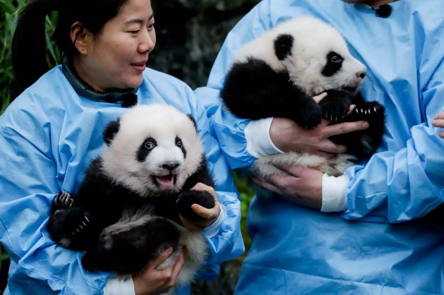 pandas zwillinge Pairi Daiza