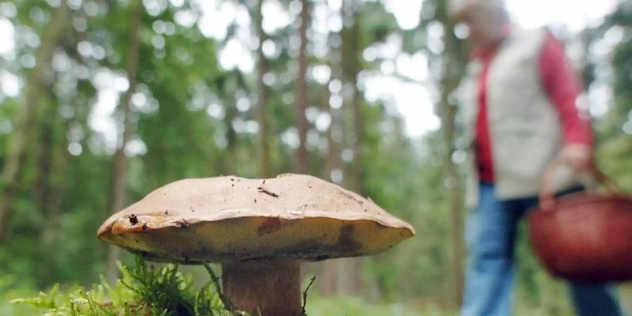 Pilze Frau Wald Maronenröhrling