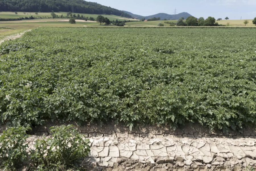 dürre landwirtschaft klimawandel