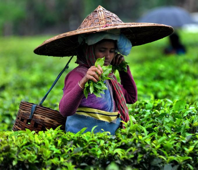 Eine Teepflückerin mit traditioneller Kopfbedeckung arbeitet auf einer Teeplantage im indischen Bundesstaat Assam. Teepflückerin in Assam