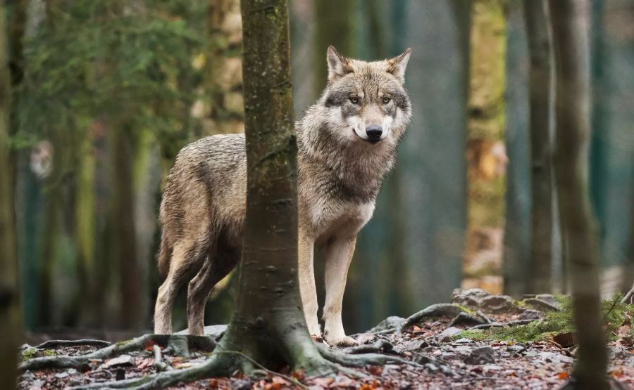 vier graubünden