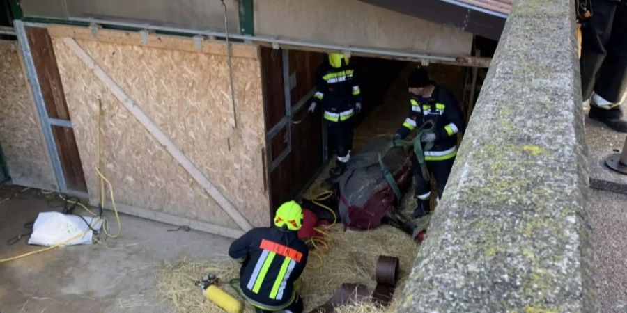 Feuerwerkt tötet Pferd