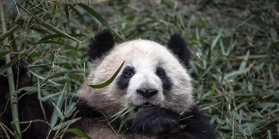 panda bambus