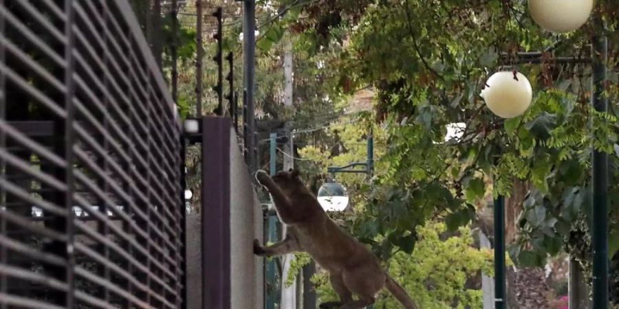 Ein Puma springt an einer Strasse in Santiago de Chile über eine Mauer. Foto: Francisco Castillo/Agencia Uno/dpa