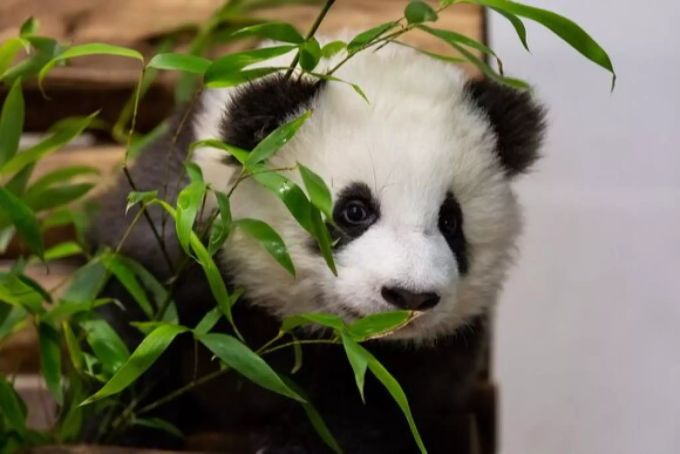 Pit oder Pat? Die beiden sind nicht zu unterscheiden. Berliner Zoo Pandas