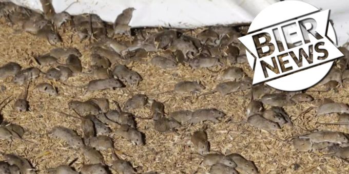 Strafe fürs Füttern - Veganerin in England lässt Hausmäuse gewähren