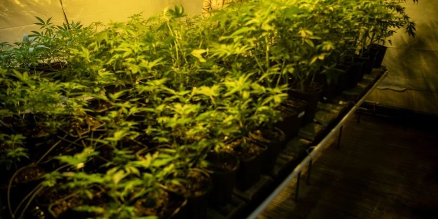 Juicyfields warb mit hohen Renditen