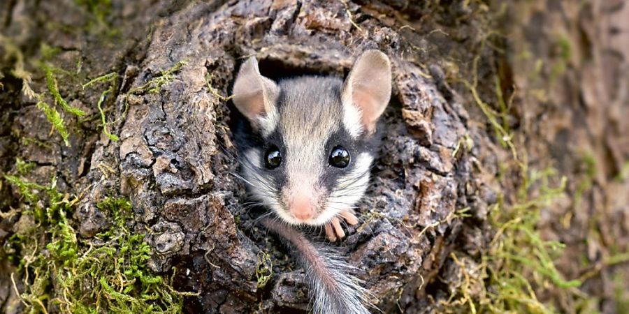 Kuscheln reduziert den Energieaufwand. Das gilt zumindest für Gartenschläfer. Wie Forscher berichten, schmiegen sich die Nagetiere zur sozialen Thermoregulation im Winter aneinander. (Archivbild)