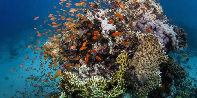 Das Great Barrier Reef leidet derzeit nicht nur unter der Korallenbleiche, sondern auch unter einem Schmutzwasserstrom, der nach den Unwettern ins Meer fliesst. Foto: James Cook University/AAP/Archiv Das Great Barrier Reef leidet derzeit nicht nur unter der Korallenbleiche, sondern auch unter einem Schmutzwasserstrom, der nach den Unwettern ins Meer fliesst. Foto: James Cook University/AAP/Archiv
