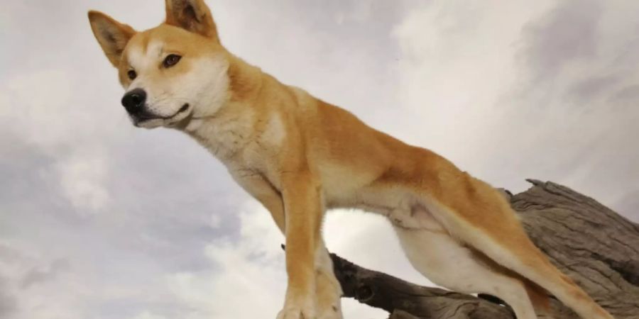 Dingos sind Wildhunde und keine Haustiere