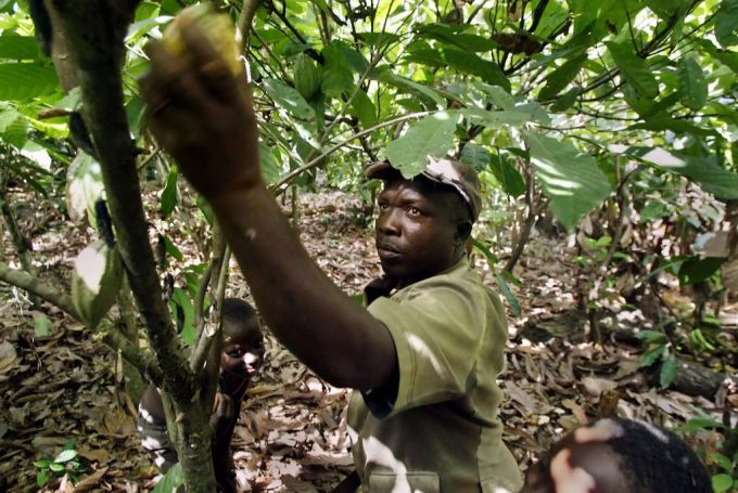 Haben oft einen schlechten Lohn: Kakaobauern in Westafrika. Kakaobauer