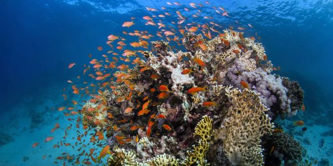 Ein Korallenriff mit Fischen am Great Barrier Reef. great barrier reef